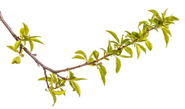 젊은 녹색 잎 매 화 나무의 분기입니다. Whi에 절연 — 스톡 사진