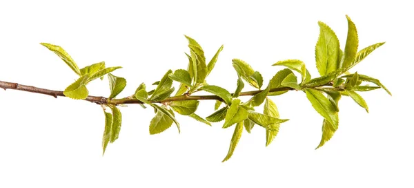 Una rama de un ciruelo con hojas verdes jóvenes. Aislado en whi — Foto de Stock