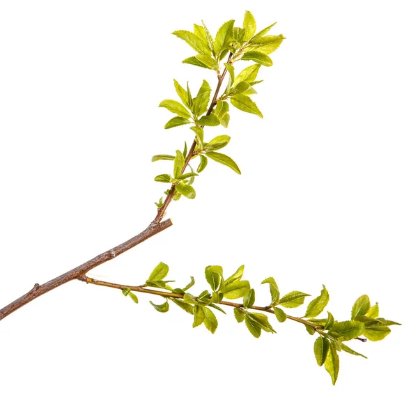 Branche d'un prunier aux jeunes feuilles vertes. Isolé sur lequel — Photo