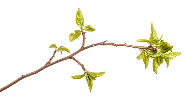 Een tak van een pruimenboom met jonge groene bladeren. Geïsoleerd op de whi — Stockfoto