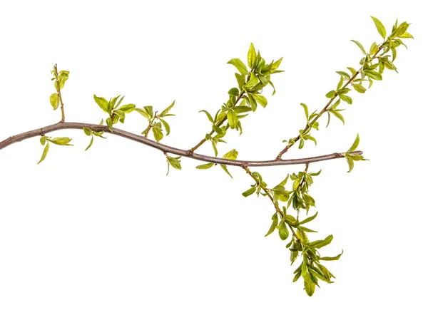 A branch of a plum tree with young green leaves. Isolated on whi — Stock Photo, Image