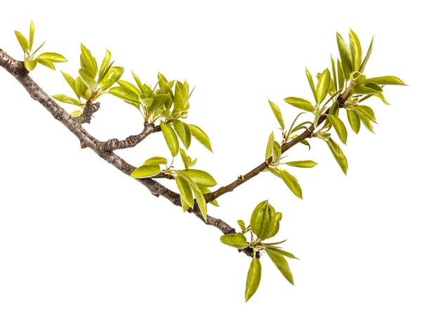Une branche de poirier aux jeunes feuilles vertes. Isolé sur blanc — Photo
