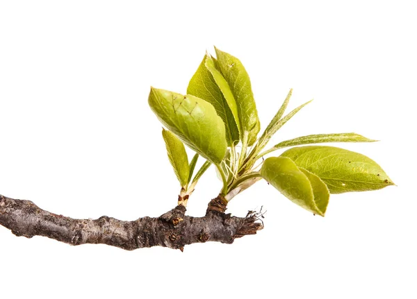 Ein Zweig eines Birnbaums mit jungen grünen Blättern. isoliert auf weiß — Stockfoto