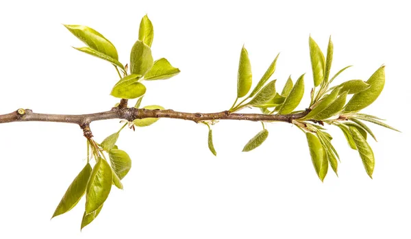 Een tak van de perenboom met jonge groene bladeren. Geïsoleerd op wit — Stockfoto