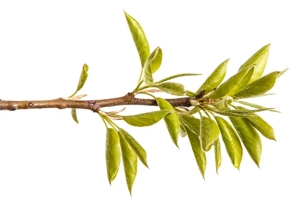 Una rama de peral con hojas verdes jóvenes. Aislado sobre blanco — Foto de Stock