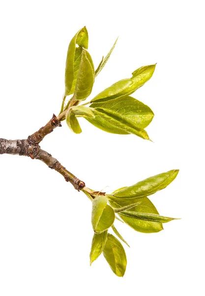 Een tak van de perenboom met jonge groene bladeren. Geïsoleerd op wit — Stockfoto