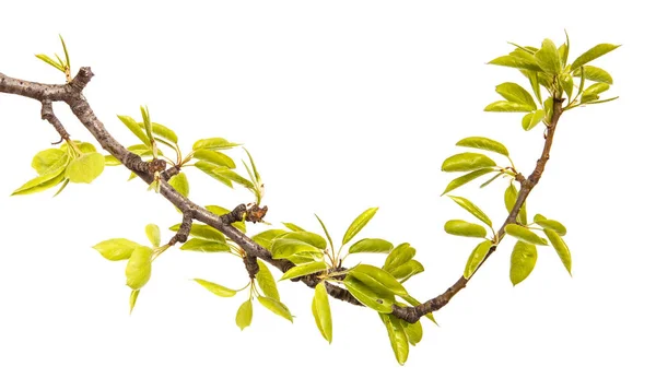Una rama de peral con hojas verdes jóvenes. Aislado sobre blanco — Foto de Stock