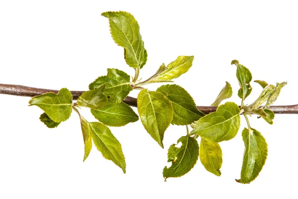 Zweig eines Apfelbaums mit jungen grünen Blättern. isoliert auf whi — Stockfoto