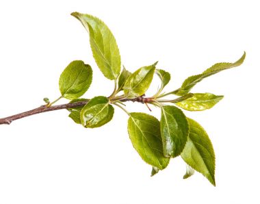 Genç yeşil bir elma ağacının dalını bırakır. WHI üzerinde izole