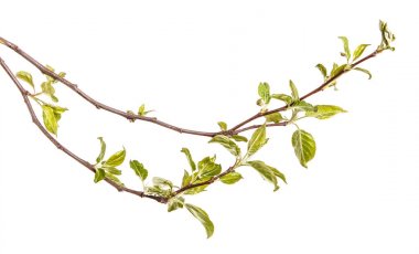 Genç yeşil bir elma ağacının dalını bırakır. WHI üzerinde izole