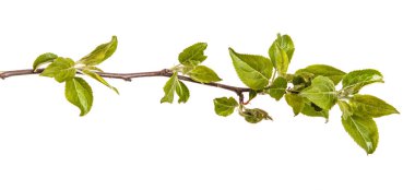 Genç yeşil bir elma ağacının dalını bırakır. WHI üzerinde izole