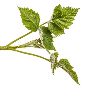 Yeşil yaprakları ile genç yeşil ahududu Filiz. Whit üzerinde izole