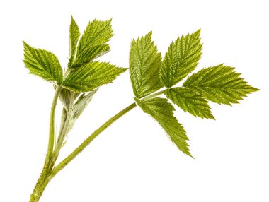 Yeşil yaprakları ile genç yeşil ahududu Filiz. Whit üzerinde izole