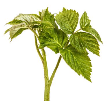 Yeşil yaprakları ile genç yeşil ahududu Filiz. Whit üzerinde izole