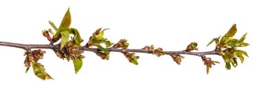 Küçük tomurcuklu bir kiraz ağacı dalı. Beyaz backg izole