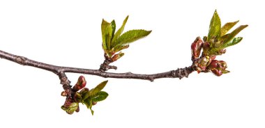Küçük tomurcuklu bir kiraz ağacı dalı. Beyaz backg izole