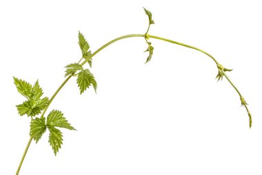 Yeşil bir filiz şerbetçiotu. Beyaz arka plan üzerinde izole