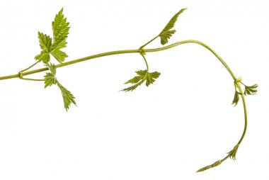 Yeşil bir filiz şerbetçiotu. Beyaz arka plan üzerinde izole