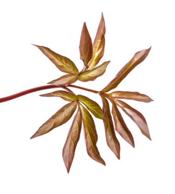 Genç yaprak Şakayık bush. Beyaz arka plan üzerinde izole