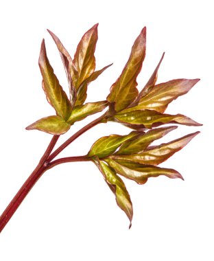 Genç yaprak Şakayık bush. Beyaz arka plan üzerinde izole