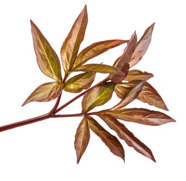 Genç yaprak Şakayık bush. Beyaz arka plan üzerinde izole