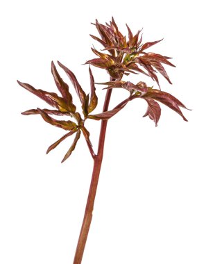 Genç Şakayık vuruyor. Beyaz arka plan üzerinde izole