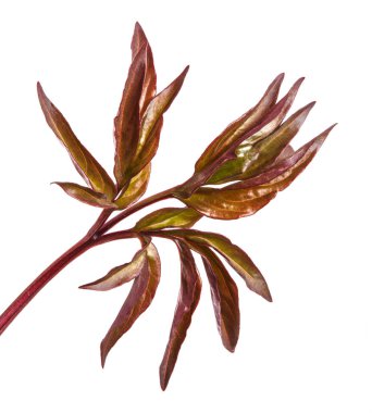 Genç yaprak Şakayık bush. Beyaz arka plan üzerinde izole