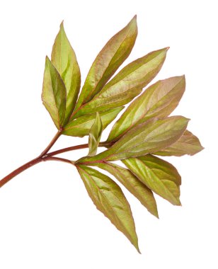 Genç yaprak Şakayık bush. Beyaz arka plan üzerinde izole