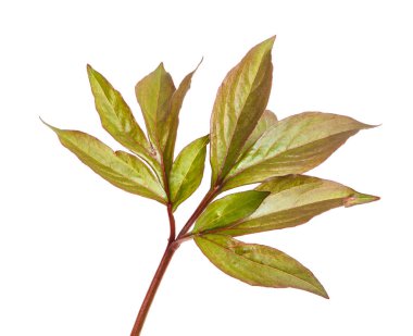 Genç yaprak Şakayık bush. Beyaz arka plan üzerinde izole