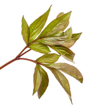 Genç yaprak Şakayık bush. Beyaz arka plan üzerinde izole