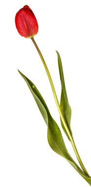 Bir kırmızı lale. Beyaz arka plan üzerinde izole