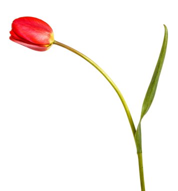 Bir kırmızı lale. Beyaz arka plan üzerinde izole