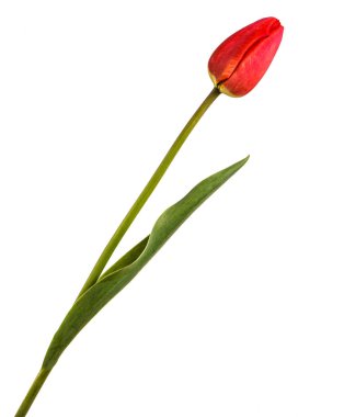 Bir kırmızı lale. Beyaz arka plan üzerinde izole