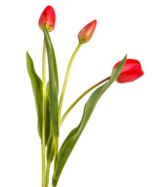 kırmızı lale buketi. Beyaz arka plan üzerinde izole