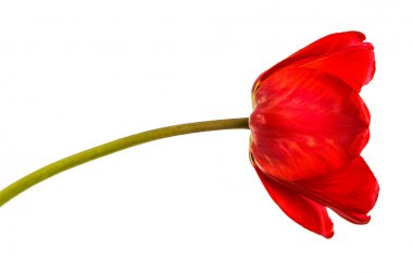 Kırmızı lale bir tomurcuğu. Beyaz arka plan üzerinde izole