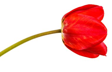 Kırmızı lale bir tomurcuğu. Beyaz arka plan üzerinde izole