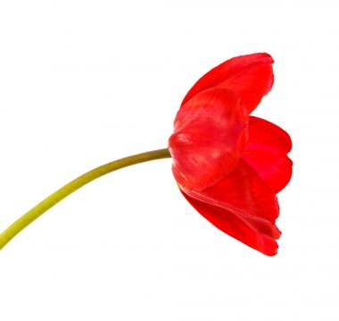 Kırmızı lale bir tomurcuğu. Beyaz arka plan üzerinde izole