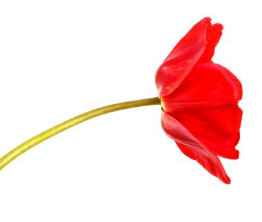 Kırmızı lale bir tomurcuğu. Beyaz arka plan üzerinde izole