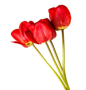 kırmızı lale buketi. Beyaz arka plan üzerinde izole