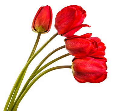kırmızı lale buketi. Beyaz arka plan üzerinde izole