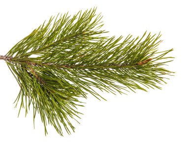 Çam ağacı dalı. Beyaz arka plan üzerinde izole