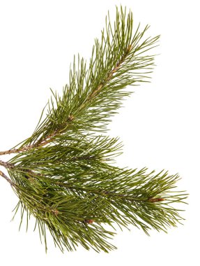 Çam ağacı dalı. Beyaz arka plan üzerinde izole