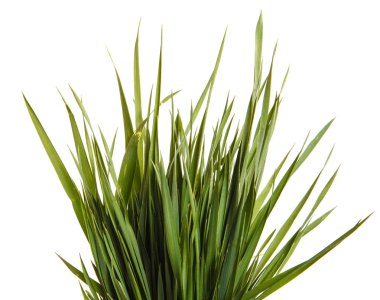 Bir sürü yeşil çim çimen. Beyaz arka plan üzerinde izole