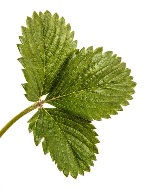 Beyaz arka plan üzerinde izole yeşil çilek yaprakları