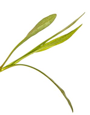 Aster yeni Belçika, yeşil yaprakları. Beyaz arkasında izole