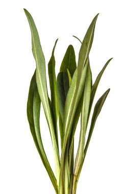 Aster yeni Belçika, yeşil yaprakları. Beyaz arkasında izole