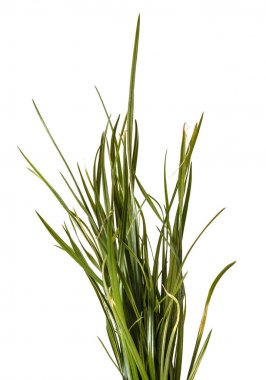 Bir sürü yeşil çim çimen. Beyaz arka plan üzerinde izole