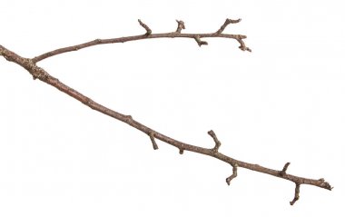 Kuru dalları ile kırık koyu kabuk. Beyaz adam izole