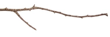 Kuru dalları ile kırık koyu kabuk. Beyaz adam izole