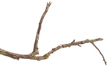 Kuru dalları ile kırık koyu kabuk. Beyaz adam izole